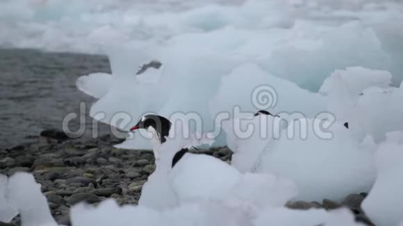 企鹅用鹅卵石走到水里安德列夫视频的预览图