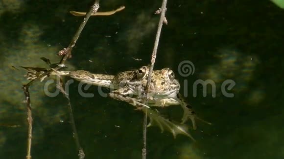 池塘里的草蛙视频的预览图