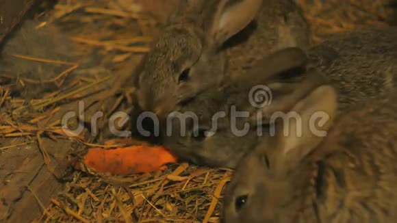在谷仓里吃胡萝卜的灰兔视频的预览图