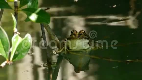 池塘里的草蛙视频的预览图