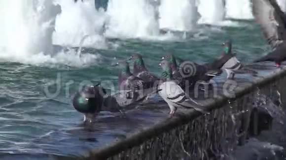 一群鸽子在混凝土地板上飞来飞去视频的预览图