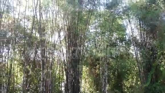 竹为观赏园林视频的预览图