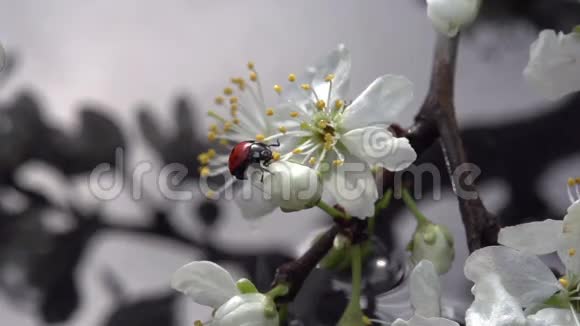 瓢虫和春雨视频的预览图