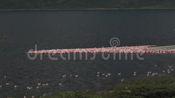 小火烈鸟小光性翅目群立于水中在肯尼亚博戈里亚湖的殖民地视频的预览图