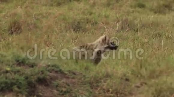 在肯尼亚马塞马拉公园的萨凡纳年轻的海纳克罗卡塔视频的预览图