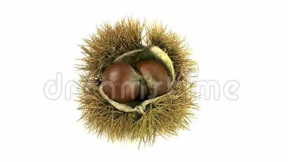 板栗蓖麻白背景水果实时视频的预览图