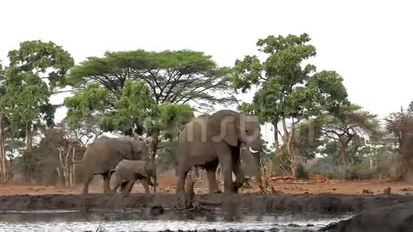 非洲象非洲象博茨瓦纳Chobe河附近的女青年视频的预览图