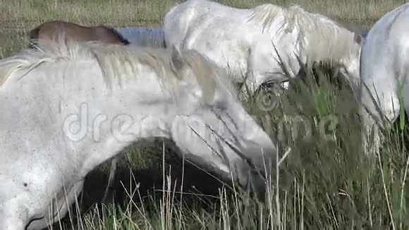卡马格马马在沼泽里吃高大的草在法国南部的圣特斯玛丽德拉梅尔视频的预览图