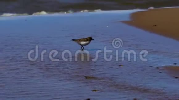 一只小鸟沙麻雀沿着一个大池塘的沙岸散步波浪在沙岸上翻滚鸟儿向它扑来视频的预览图