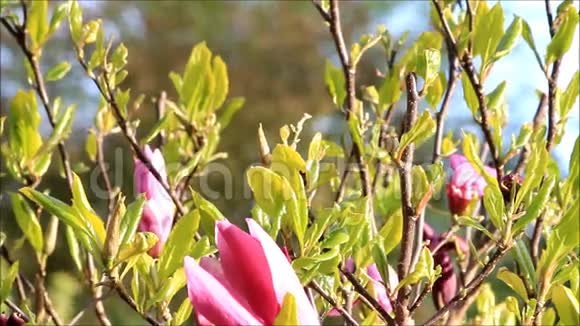 春天的木兰视频的预览图