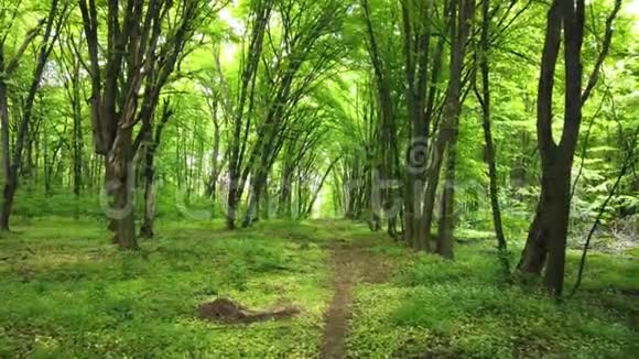 绿色森林有小径树木和阳光穿过树叶视频的预览图