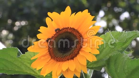 向日葵与蜜蜂和大黄蜂视频的预览图