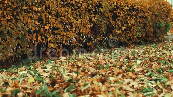女孩穿着棕色的皮靴走在落叶的橡树叶里视频的预览图