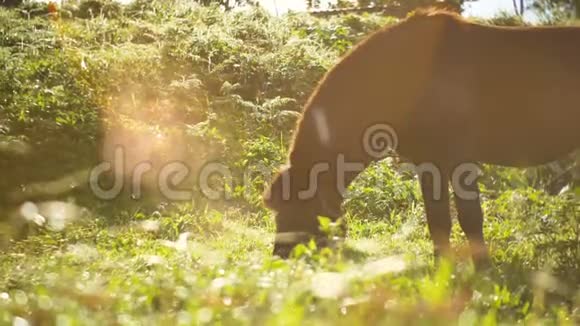 围绕着美丽的强大的深棕色种马站在草地上在令人惊叹的金色夕阳下放牧视频的预览图