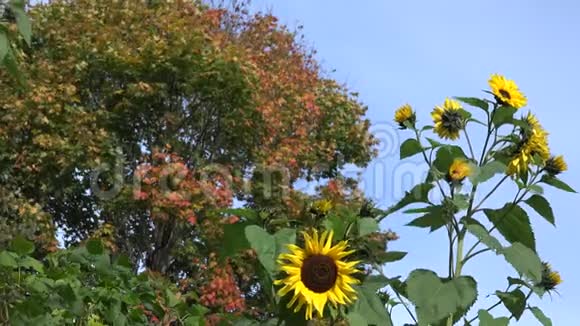 装饰的向日葵花盛开五颜六色的枫叶4K视频的预览图