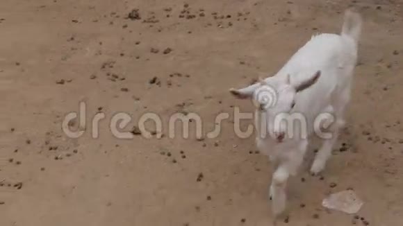 在农场附近的山羊视频的预览图