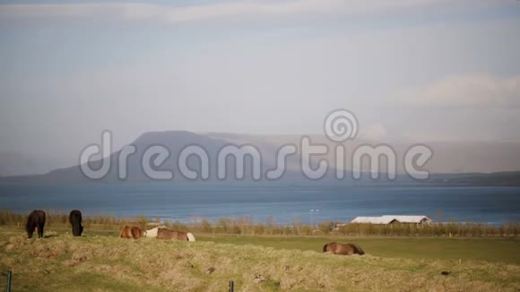 美丽的风景动物农场的自然冰岛野马吃草在田野上吃草视频的预览图