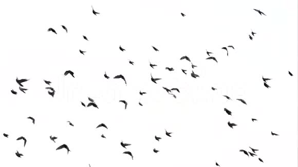 一群鸽子在飞视频的预览图