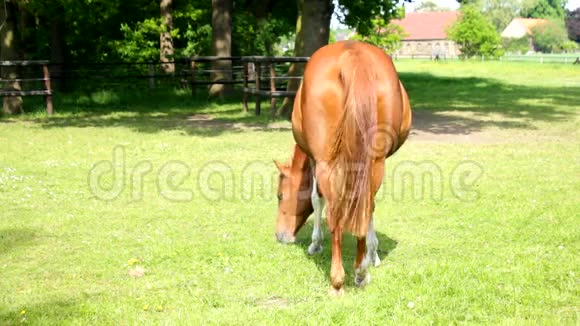 一匹棕色的马在吃草视频的预览图