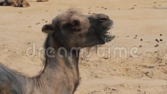 动物园里悲伤的骆驼视频的预览图
