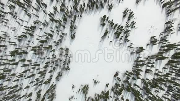 西伯利亚冬季森林的鸟瞰图视频的预览图