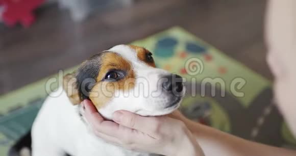 女人轻轻地抚摸她的狗的头视频的预览图