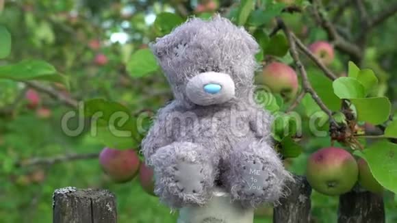 被遗弃的玩具灰色悲伤的熊坐在老式的乡间篱笆上背景是绿色的苹果树周围没有人视频的预览图