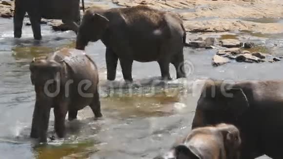 成群的大象在河流或湖泊中洗澡关门视频的预览图