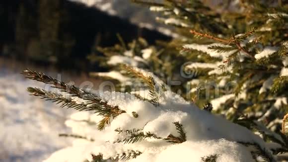 雪下针叶树枝阳光照射视频的预览图