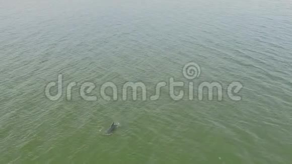 空中拍摄的海豚游泳视频的预览图