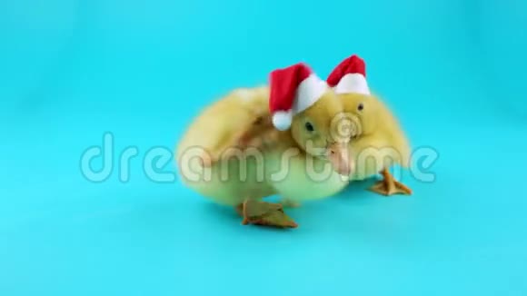 两只可爱的圣诞小鸭子视频的预览图