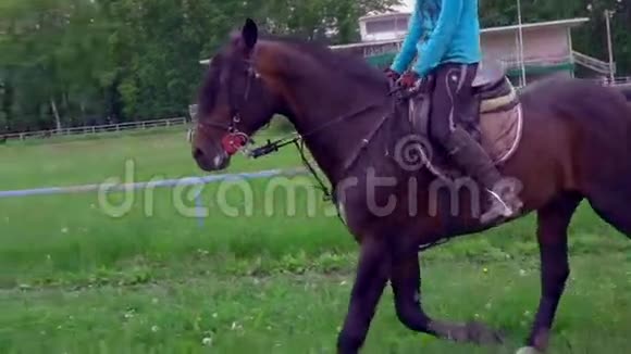 一匹深棕色强壮的种马在训练区小跑骑马的女孩坐在马的上面视频的预览图