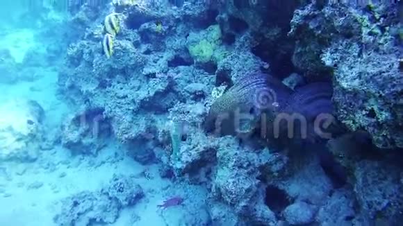 埃及红海珊瑚礁两大珊瑚礁视频的预览图