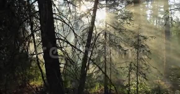 阳光照在树上视频的预览图