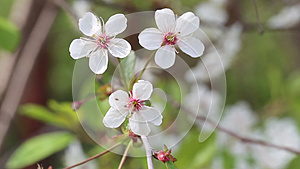 樱花树枝有花视频的预览图