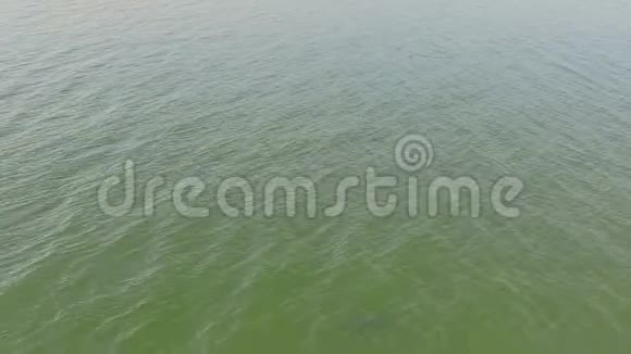 空中拍摄的海豚游泳视频的预览图