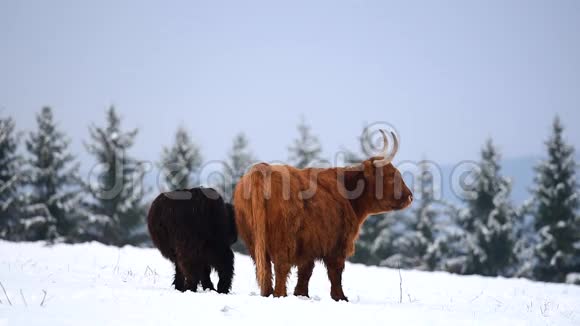 雪域牧场的高地牛牛视频的预览图
