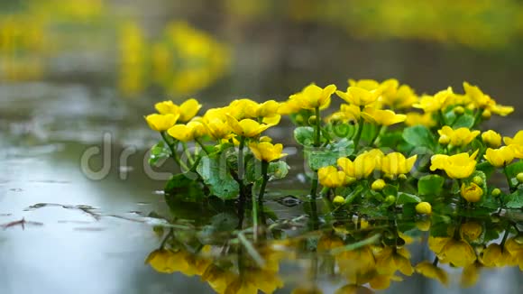 珊瑚花在水里视频的预览图