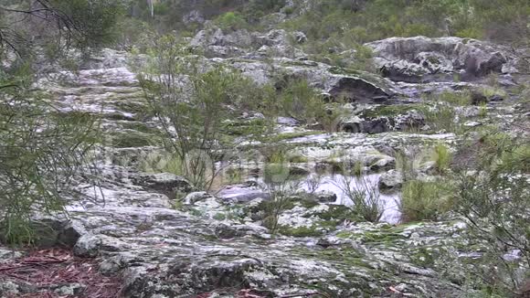 雨在一片干涸的岩石河床上在一片被列为世界遗产干燥雨林生态视频的预览图