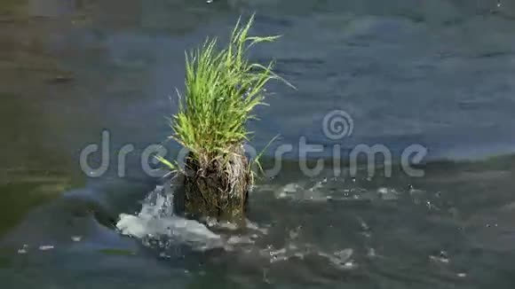 河流在草地上流淌视频的预览图