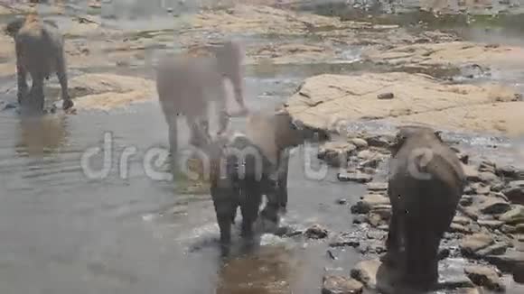 成群的大象在河流或湖泊中洗澡关门视频的预览图