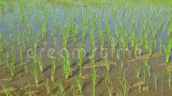 稻田里的稻穗水稻在农场生长视频的预览图