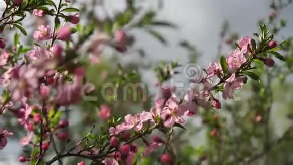 开着粉红色和奶油色的水乳花在自然的天空上露出粉红色的萼片和奶油色的花瓣视频的预览图