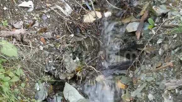 森林中河流的特写流水的细节纯净的山溪清澈的水流穿过绿色的区域视频的预览图