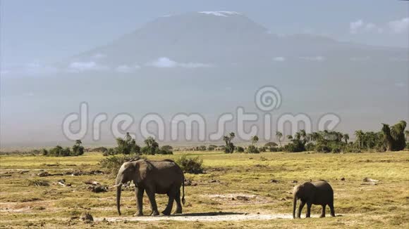 乞力马扎罗山在安博塞利有一头象牛和一头小牛视频的预览图