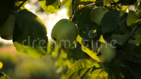 花园里树枝上的新鲜苹果视频的预览图