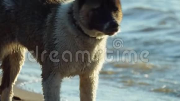 下面的动作黑白两色的Amstaff狗从水里出来摇了摇跑在海滩上视频的预览图