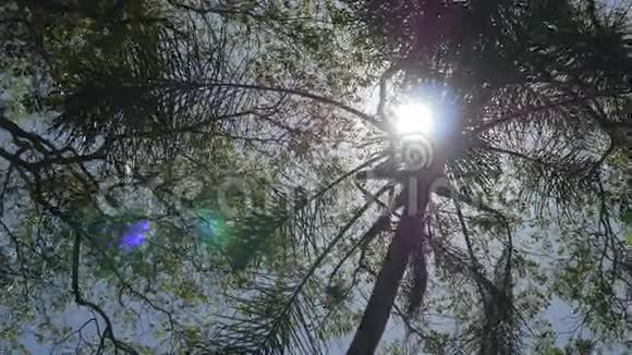 在斯里兰卡阳光透过手掌照耀风摇动树木太阳射线穿过树叶基本观点视频的预览图