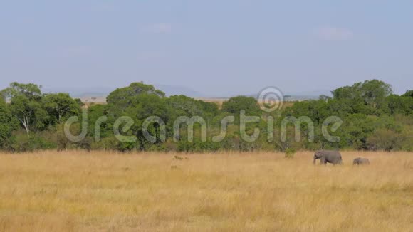 非洲大象妈妈带着婴儿走在草原上视频的预览图