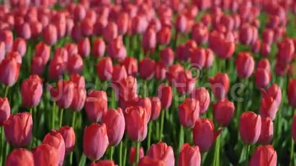 郁金香开花了鲜花郁金香在风中摇曳大量的郁金香与粉红色的芽创造了一个粉红色的领域伊文尼视频的预览图